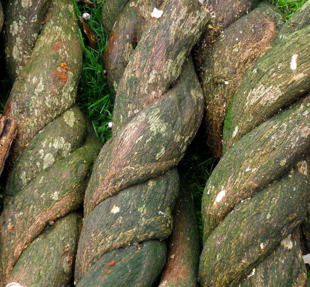 La Glycine