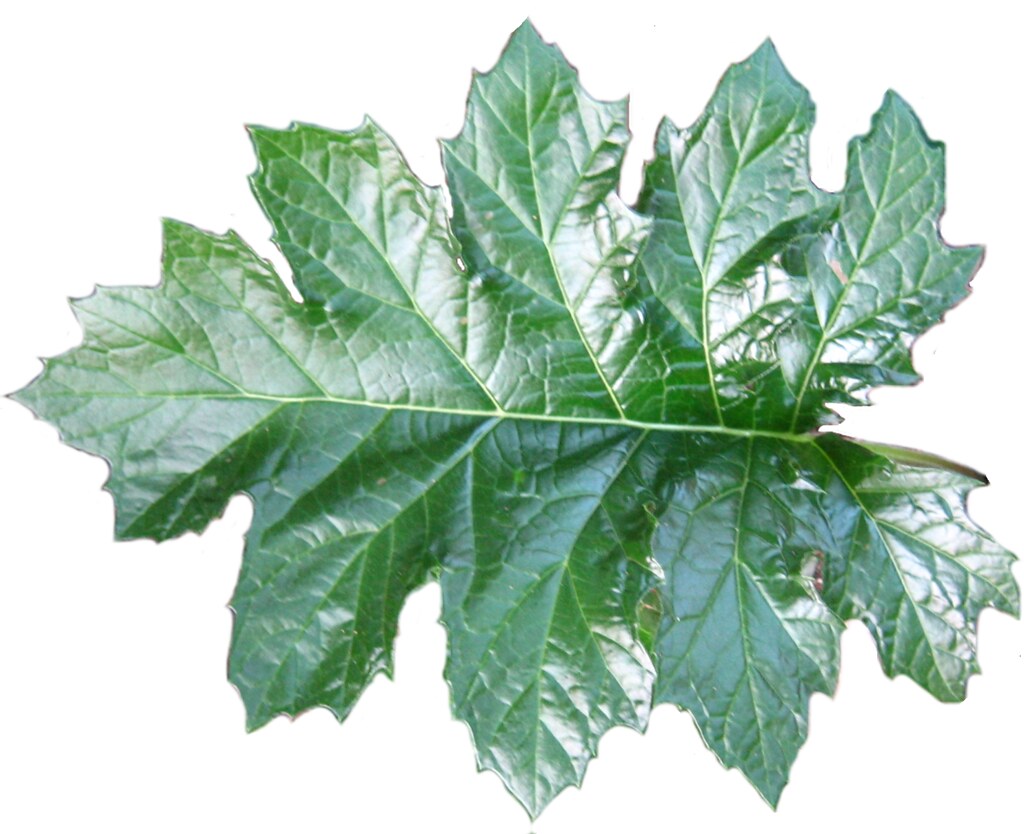 Acanto