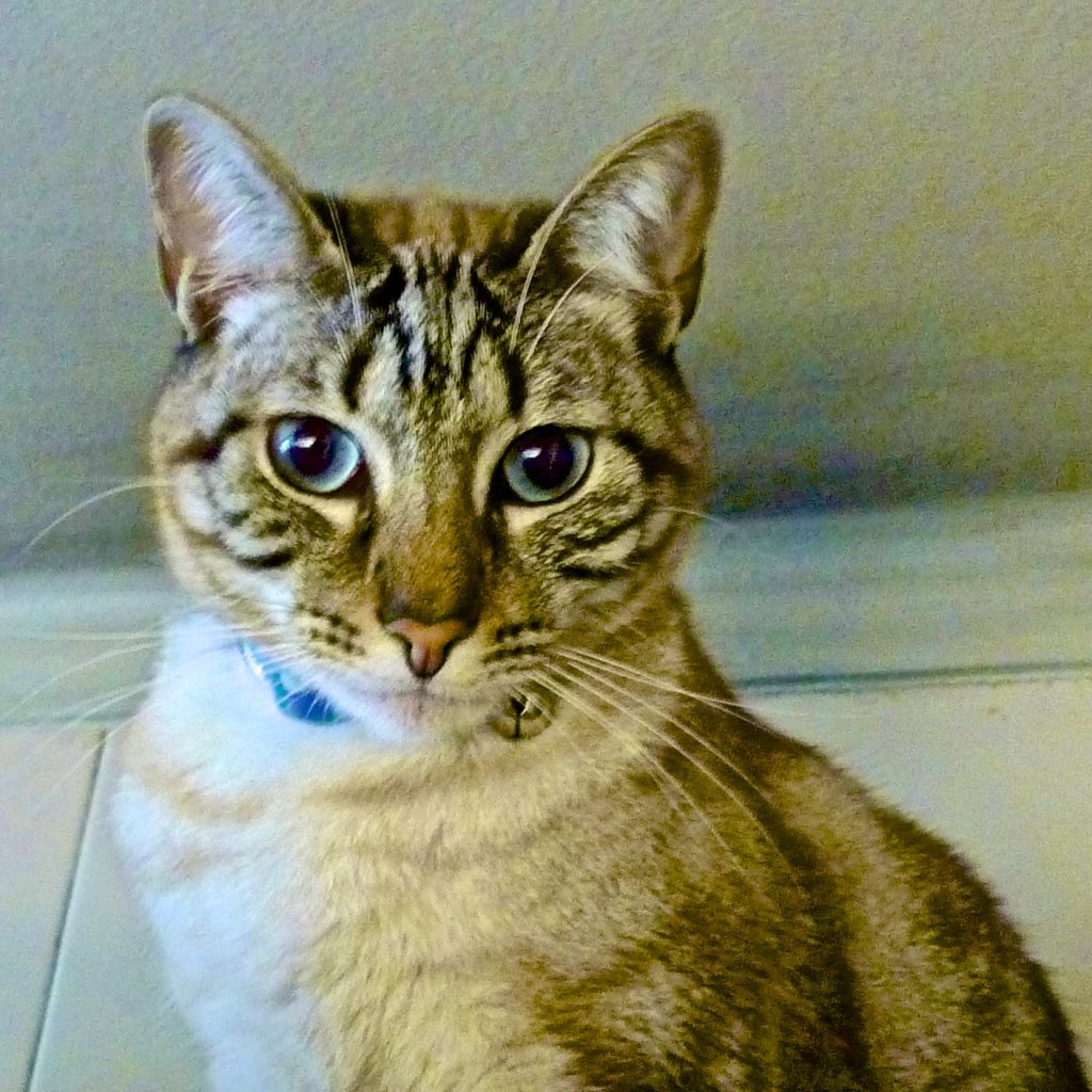 Amadeos