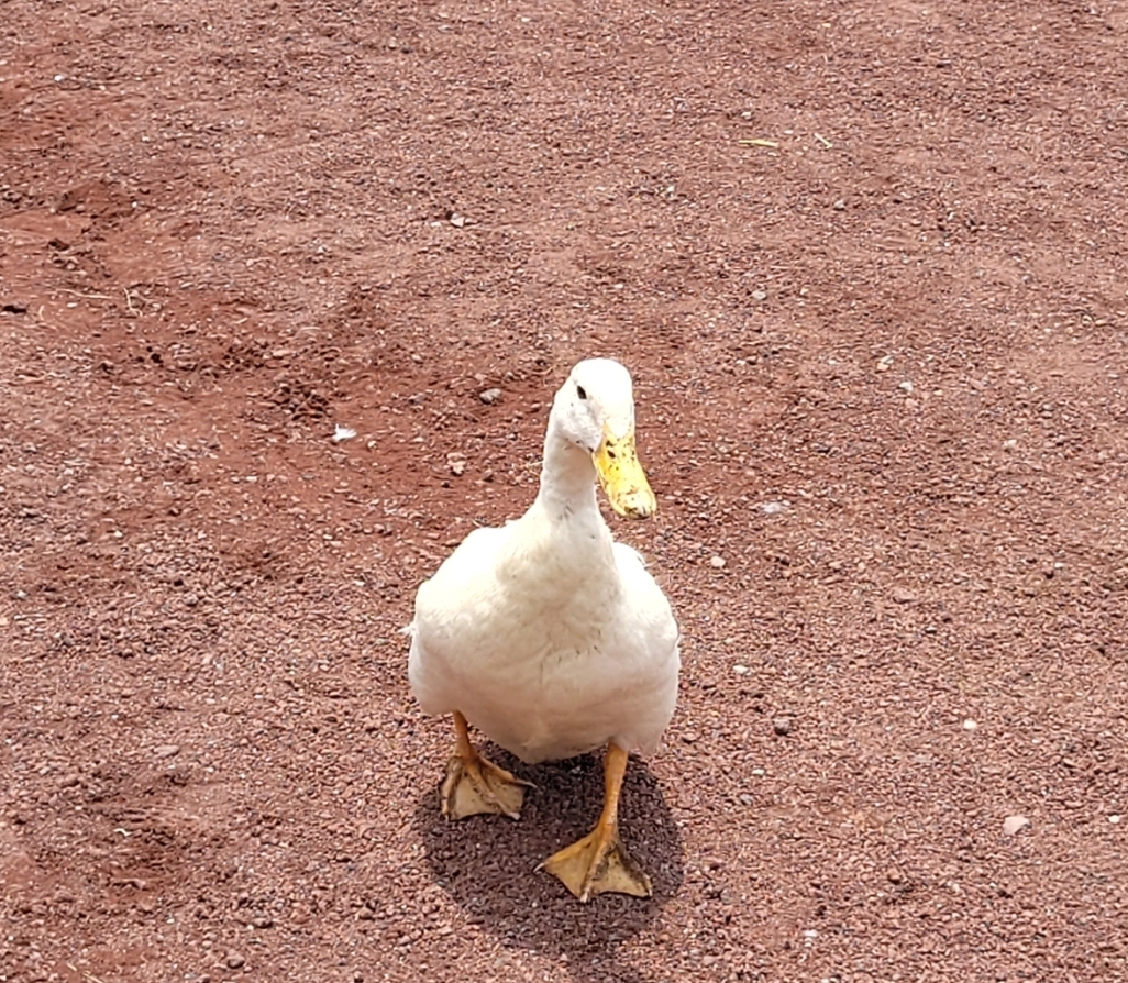 Pato Amarillo