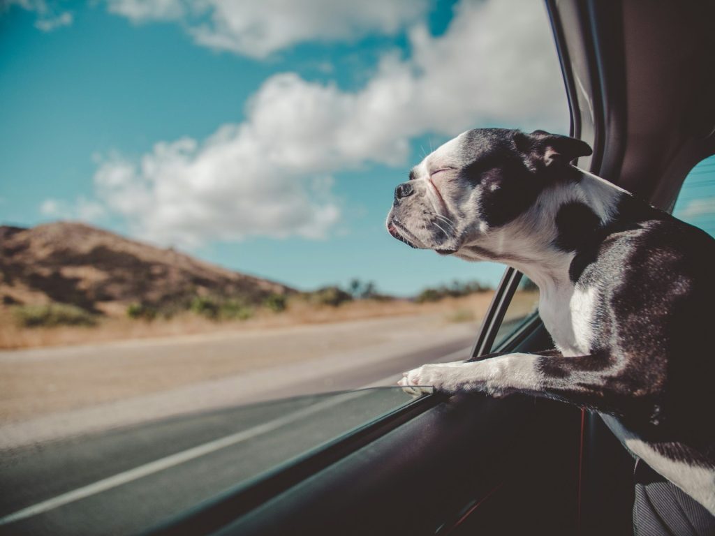Consejos para viajar con mascotas