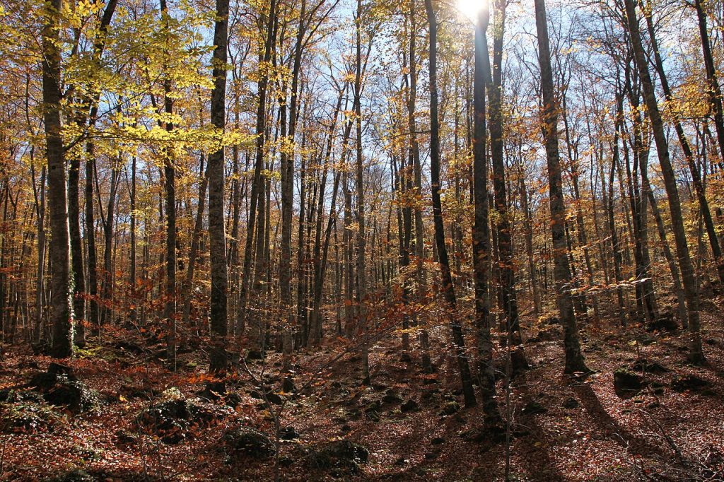 Hayedo de la Fageda d'en Jordà en La Garrotxa