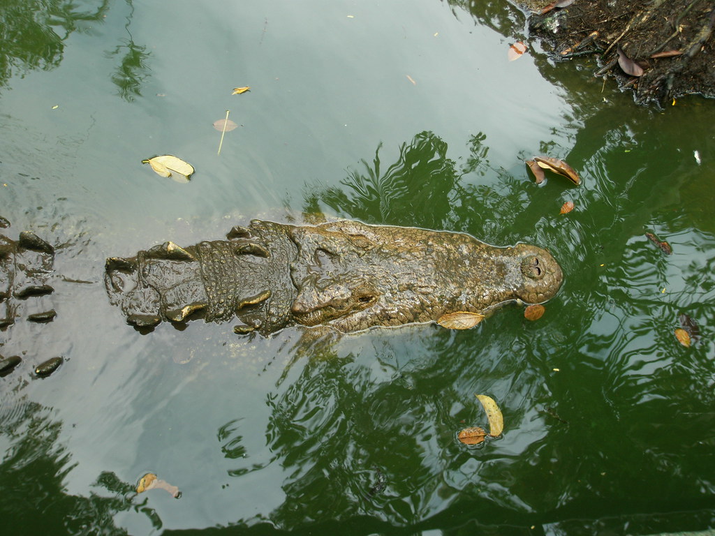 Papillón